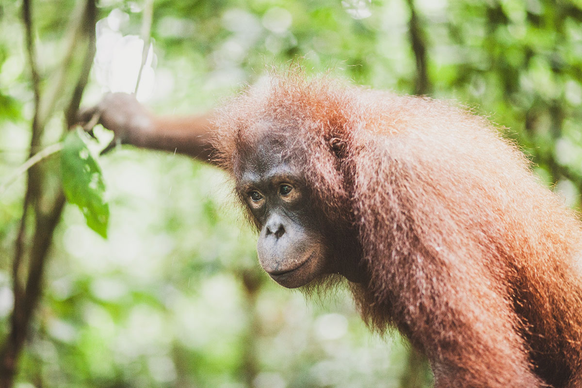 Sepilok Orangutan Rehabilitation Centre, Sabah Borneo