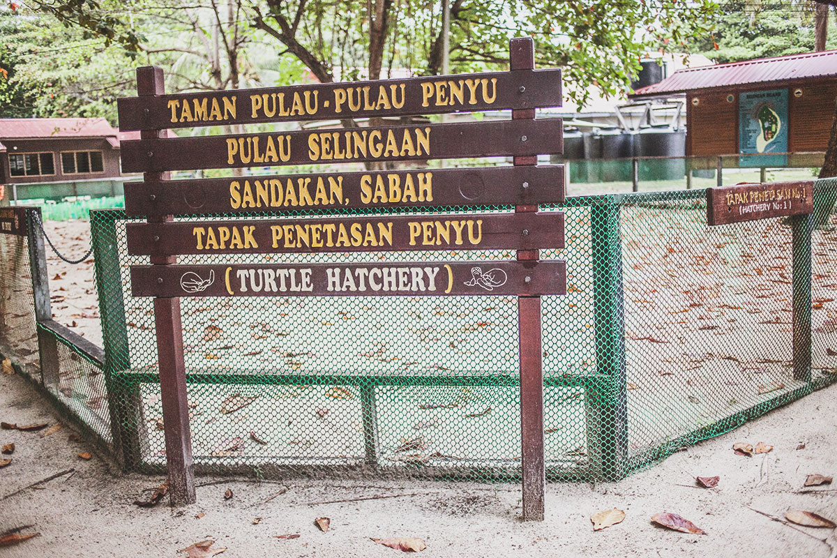 Turtle Conservation Project // Selingan Turtle Island Marine Park // Borneo