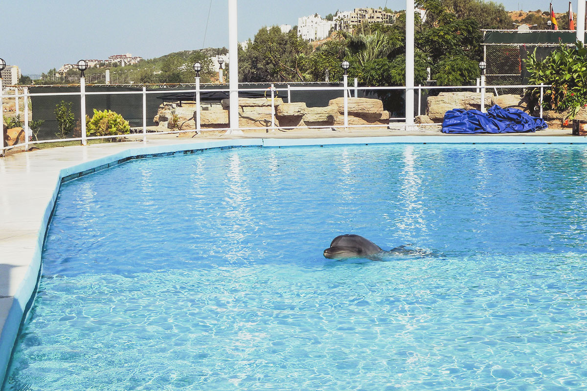 Djurvänlig turism: Simma med en delfin