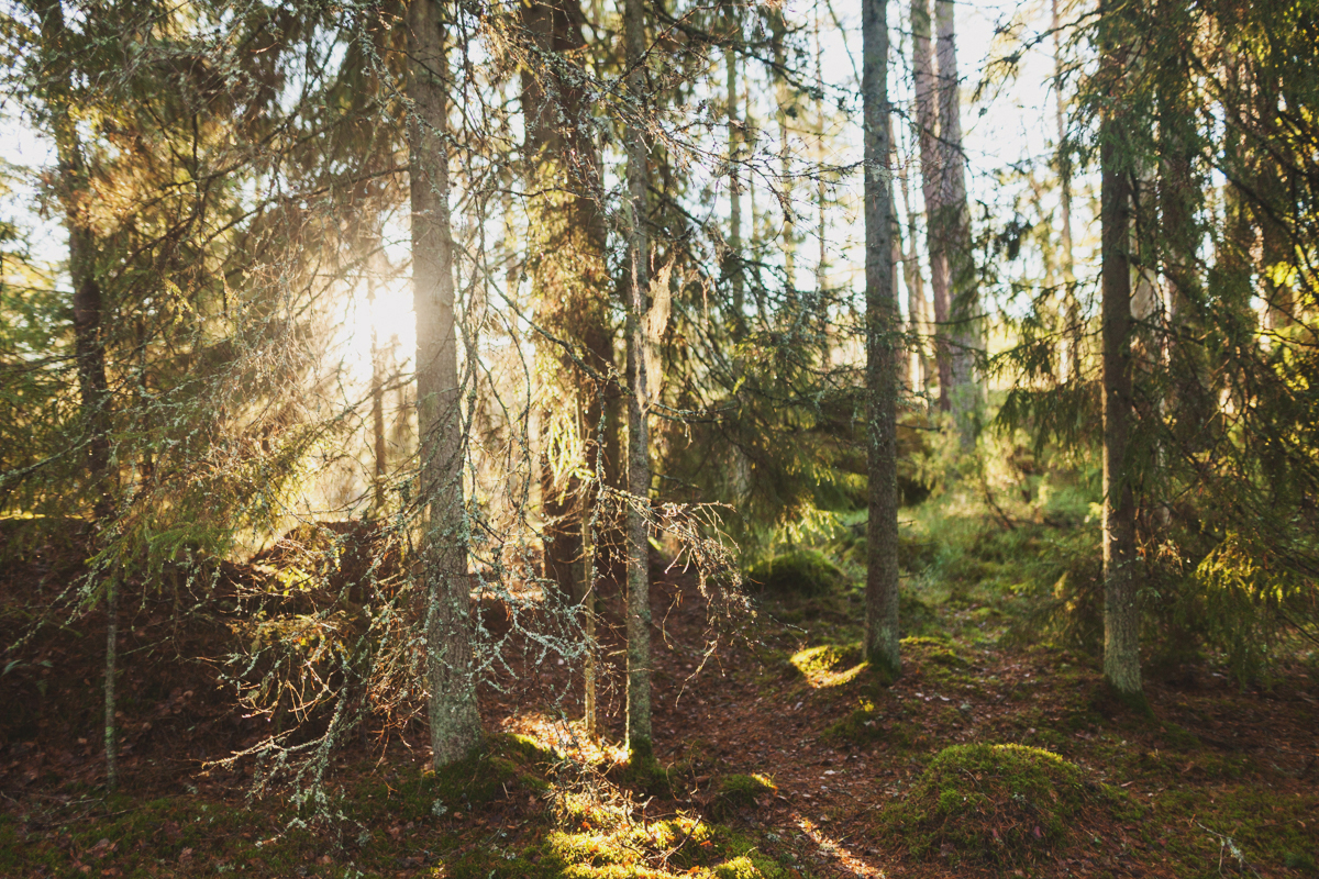 Tivedens Nationalpark - ett skogsäventyr i Västergötland