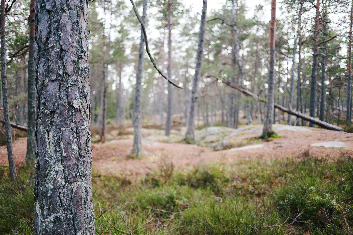 tyresta-nationalpark-stockholm-32