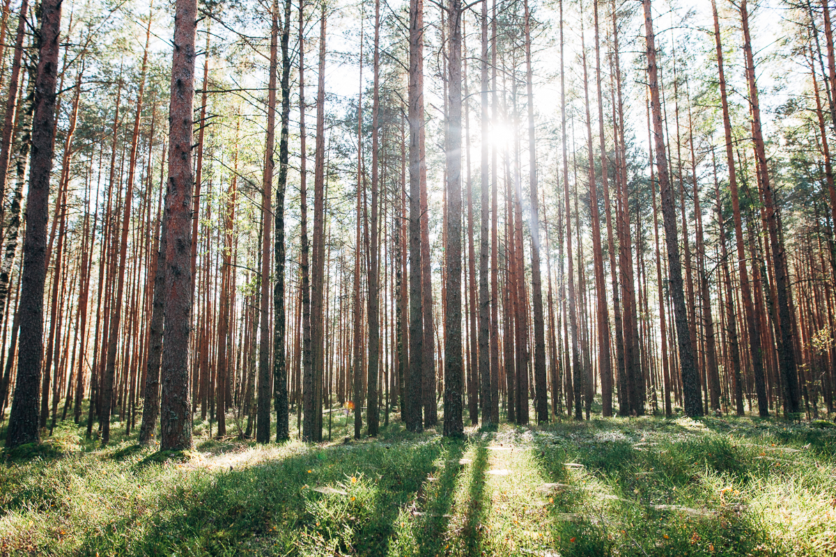 Genom skog och längs vägar i Lettland