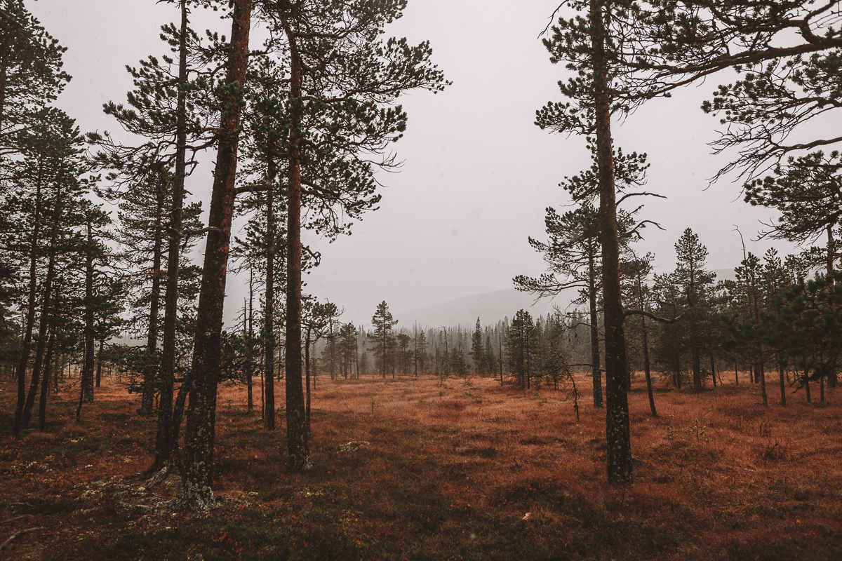 Fulufjällets nationalpark i Dalarna
