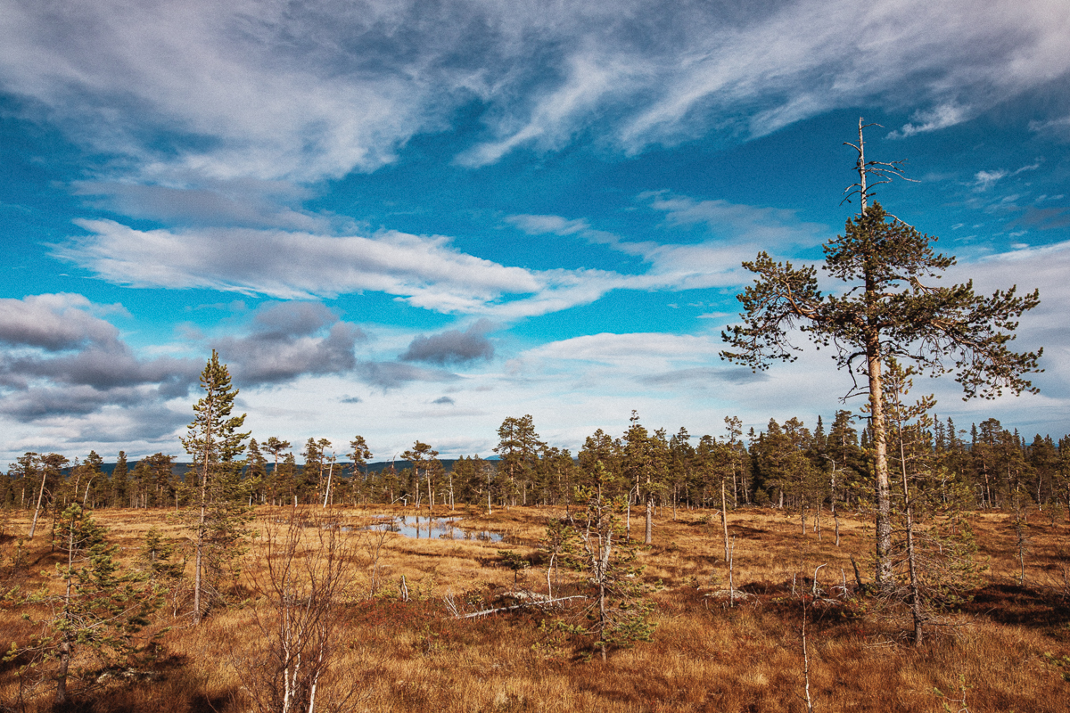 Fulufjällets nationalpark i Dalarna
