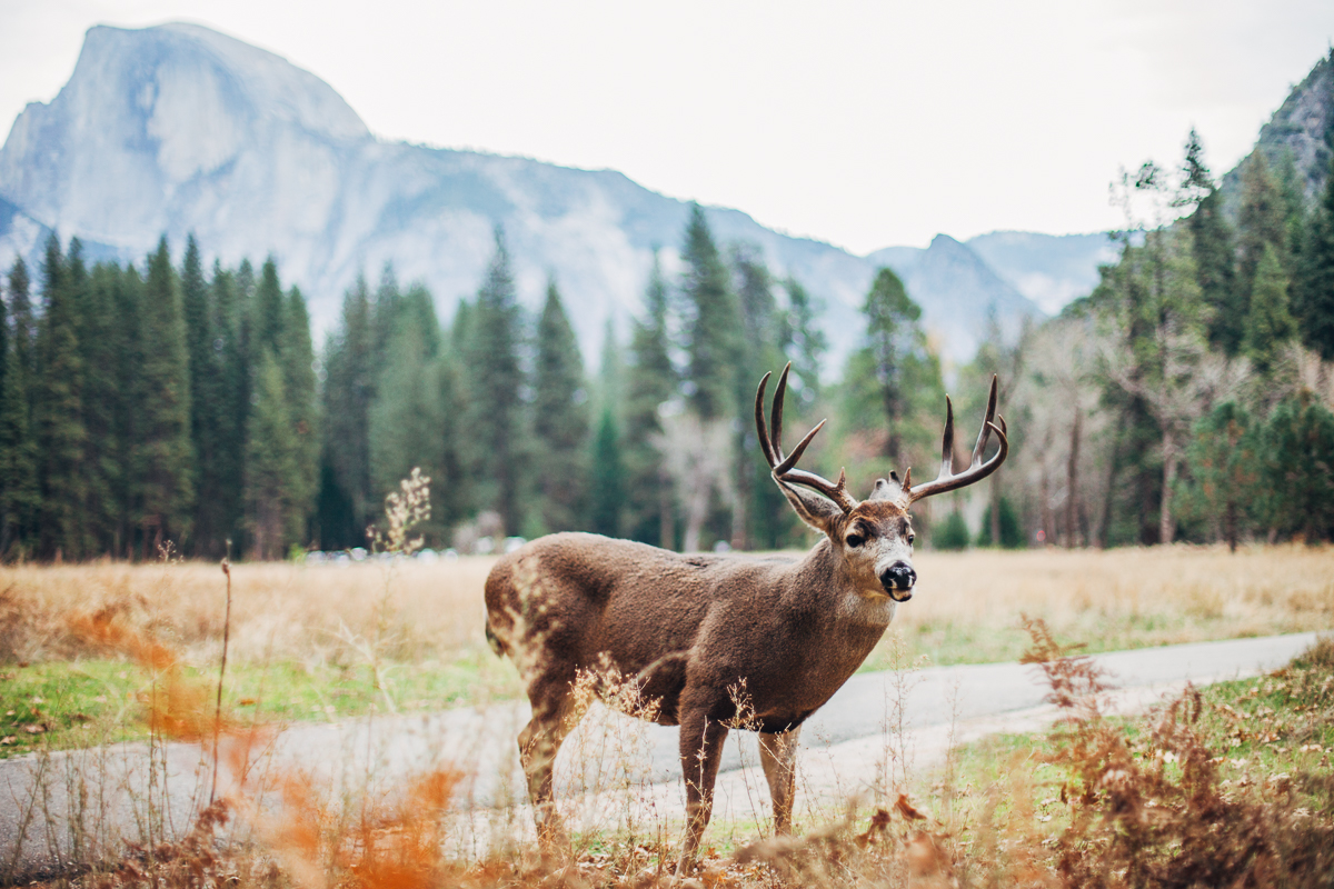 Yosemite