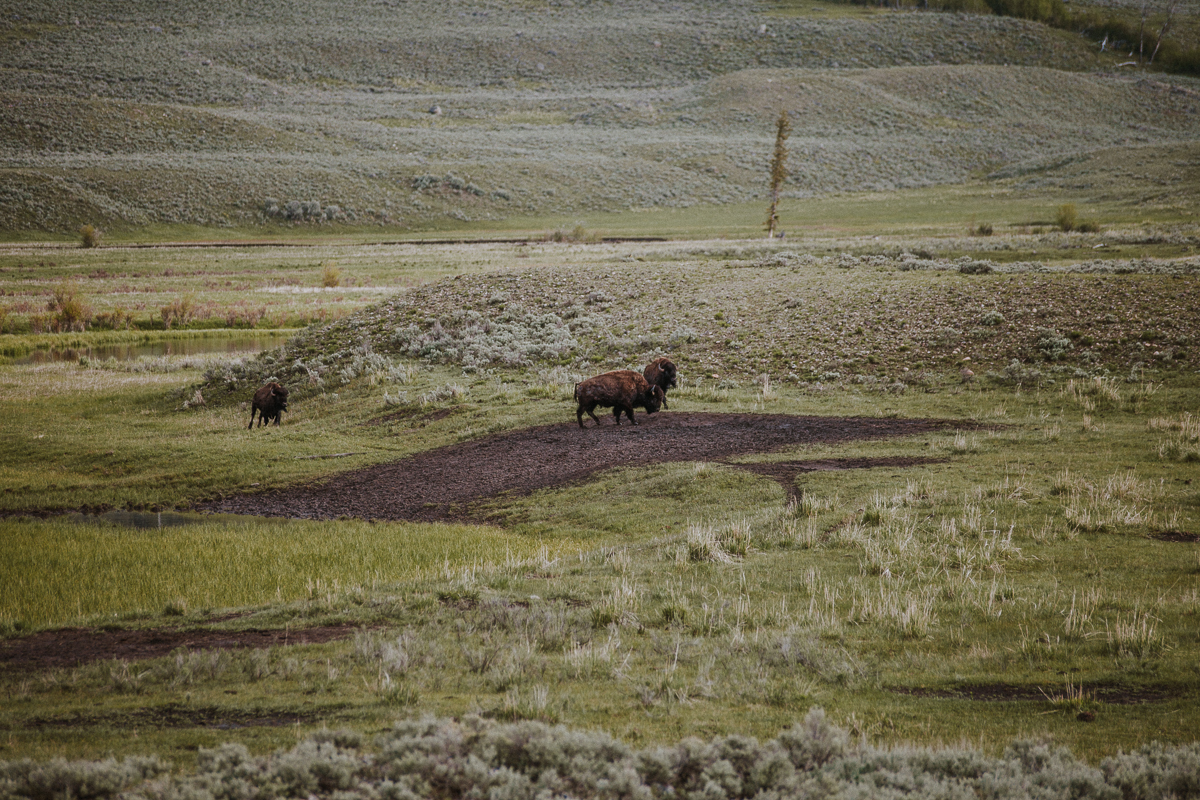 På spaning efter vilda djur i Yellowstone