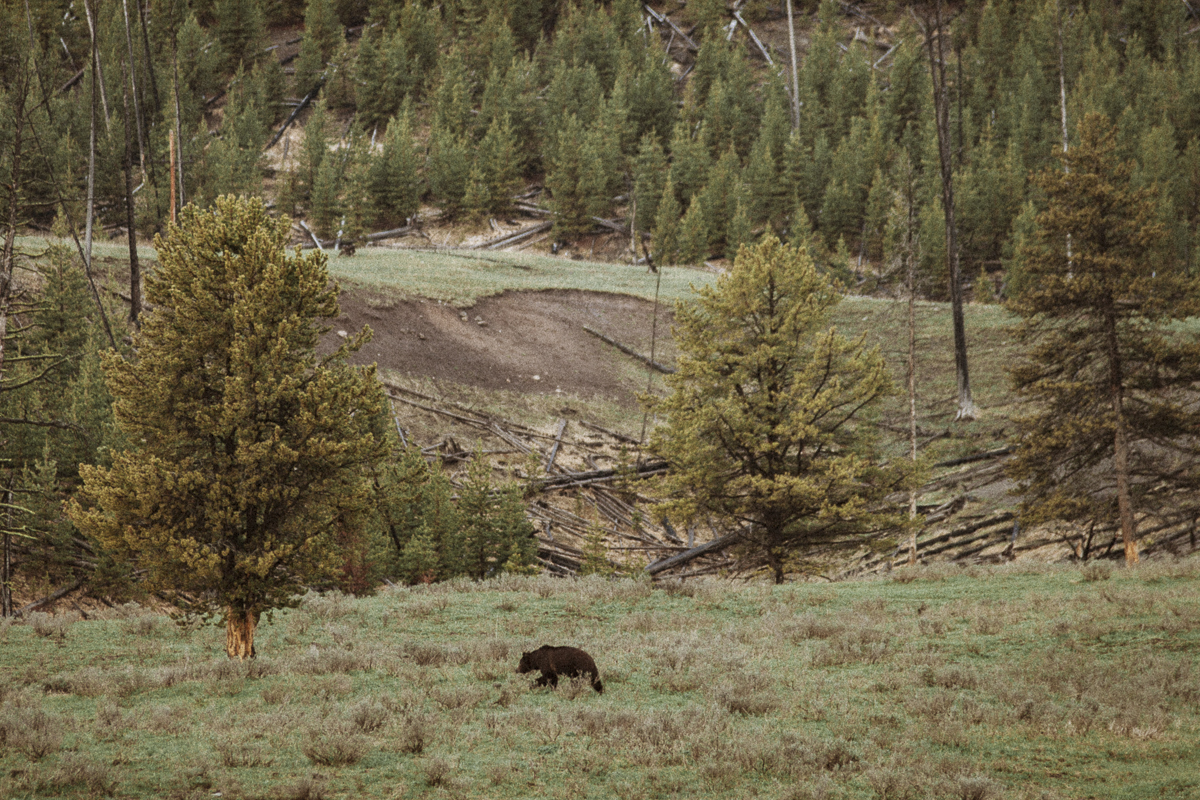 Björn i Yellowstone, USA