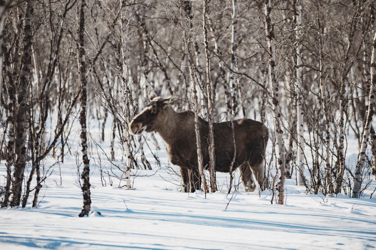 Fem djur- och naturupplevelser i Sverige att drömma om