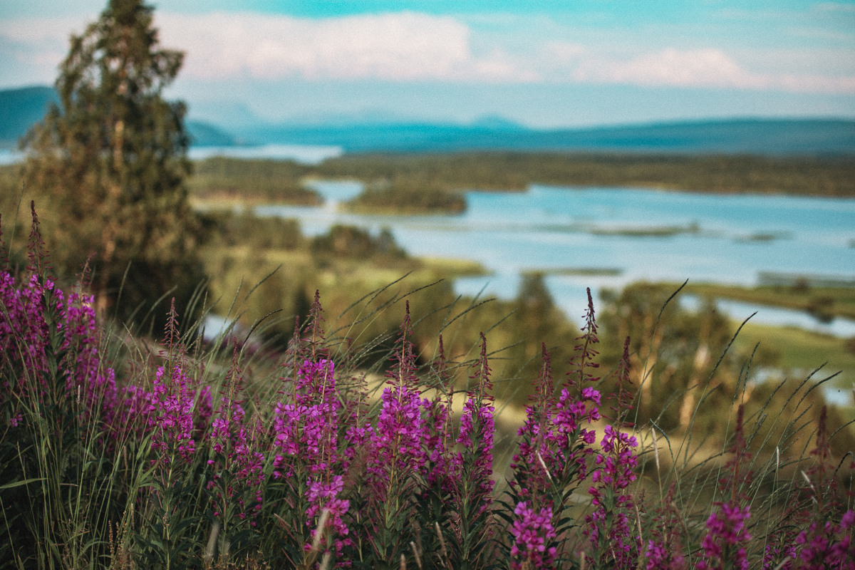 Klimpfjäll och Norgefarargården Vildmarksvägen