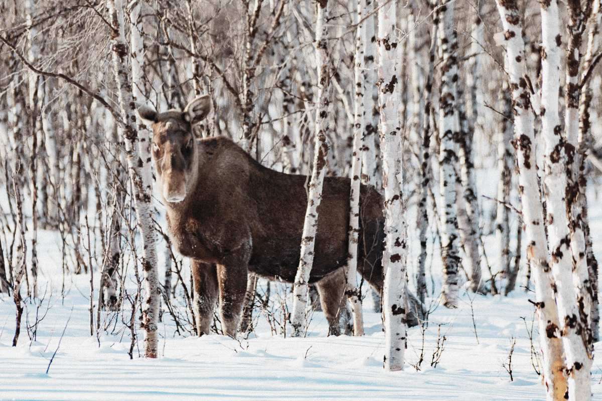 Winter in Kiruna // Moose Safari