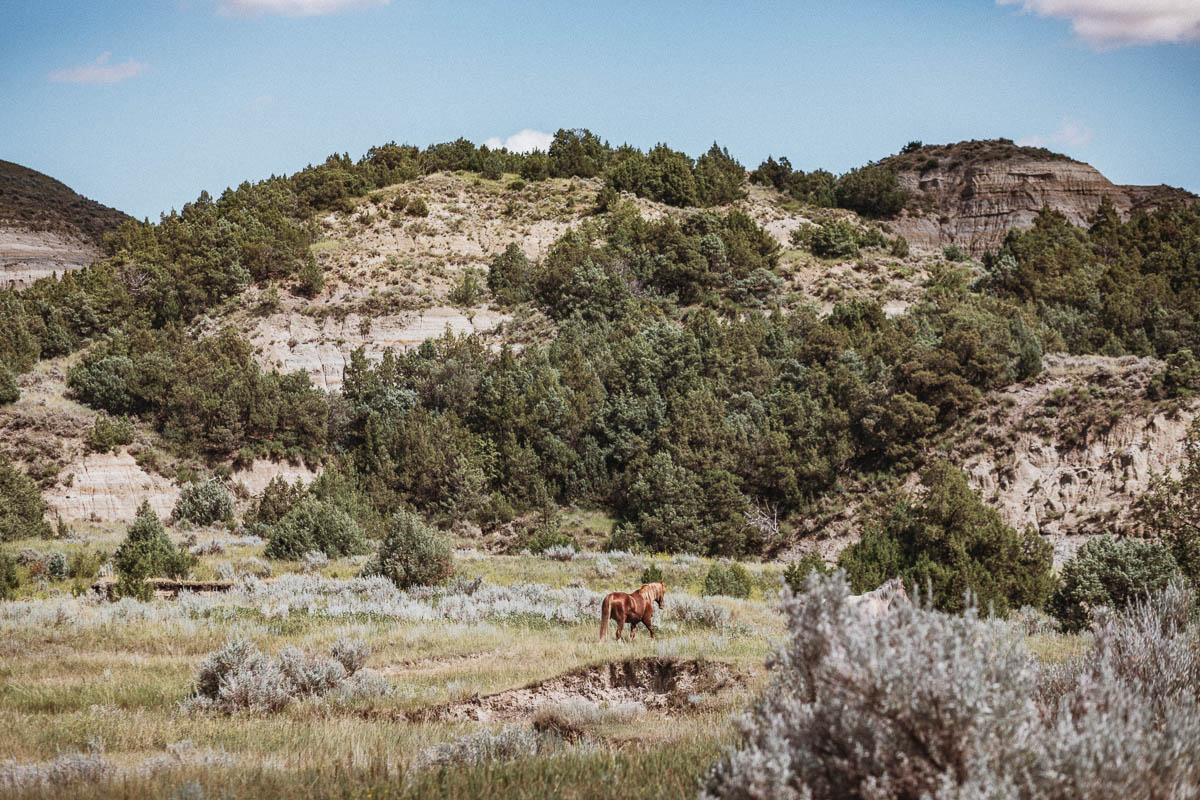 Vilda hästar i Theodore Roosevelt National Park - North Dakota USA