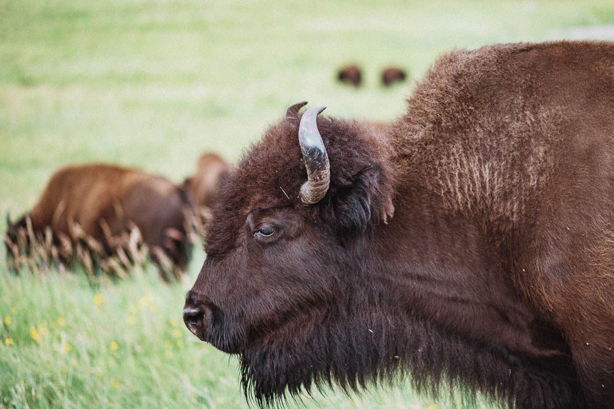 Custer State Park i South Dakota