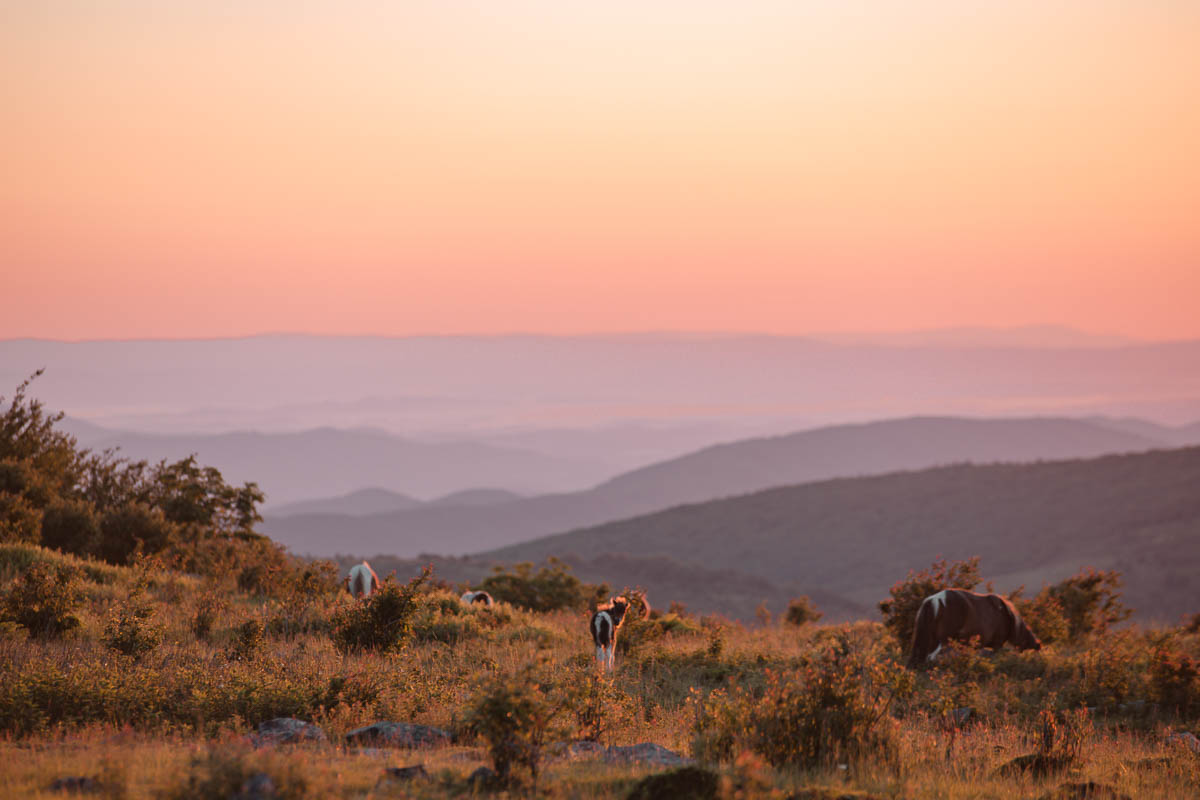 Grayson Highlands State Park i Virginia (amerikanska state parks)