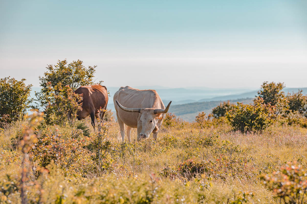 Grayson Highlands State Park i Virginia (amerikanska state parks)