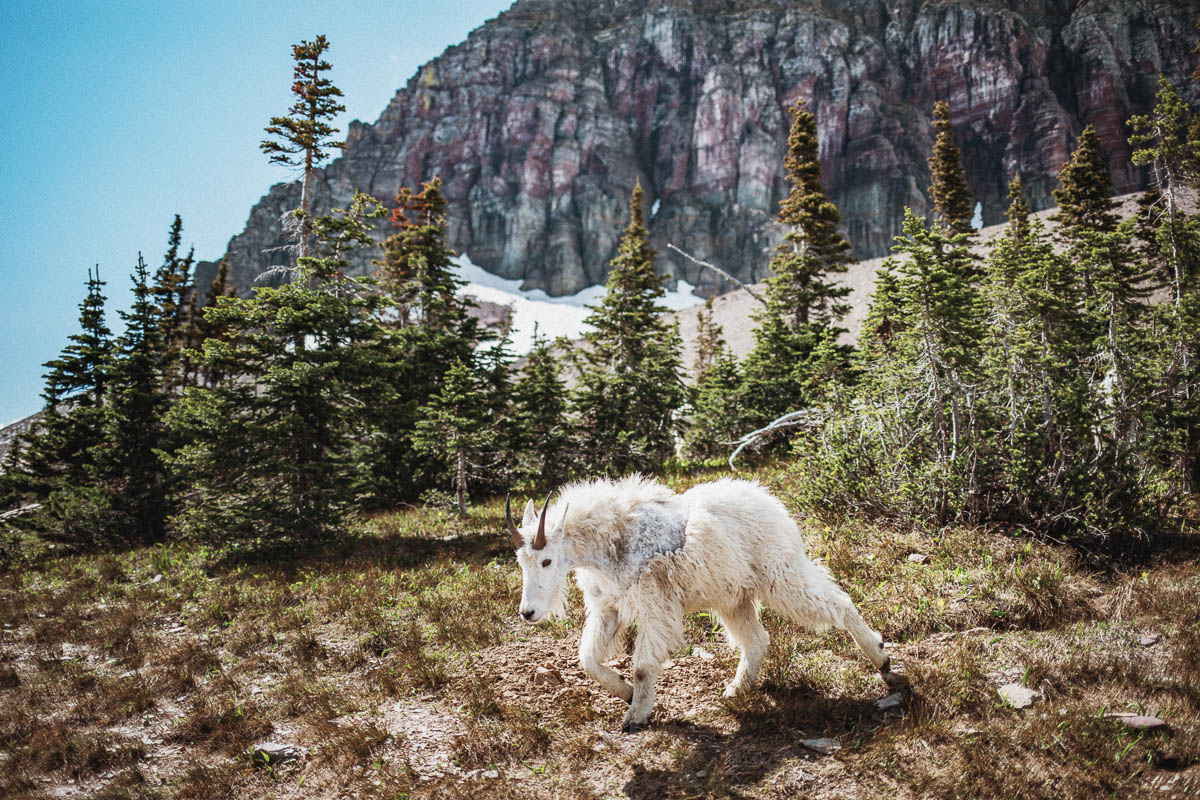 Hidden Lake Overlook Glacier National Park | Going-to-the-Sun Road