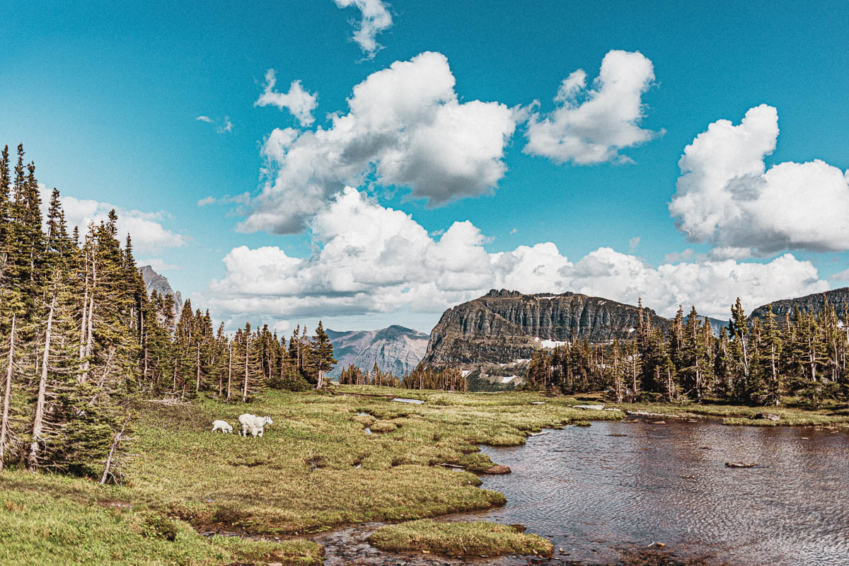 Hidden Lake Overlook Glacier National Park | Going-to-the-Sun Road