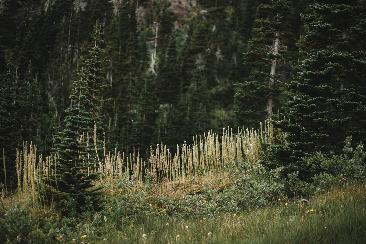 Lunch Creek Hill Glacier National Park Montana