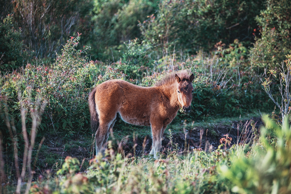 Jakten på de vilda ponnysarna i Greyson Highlands State Park, Virginia (USA)