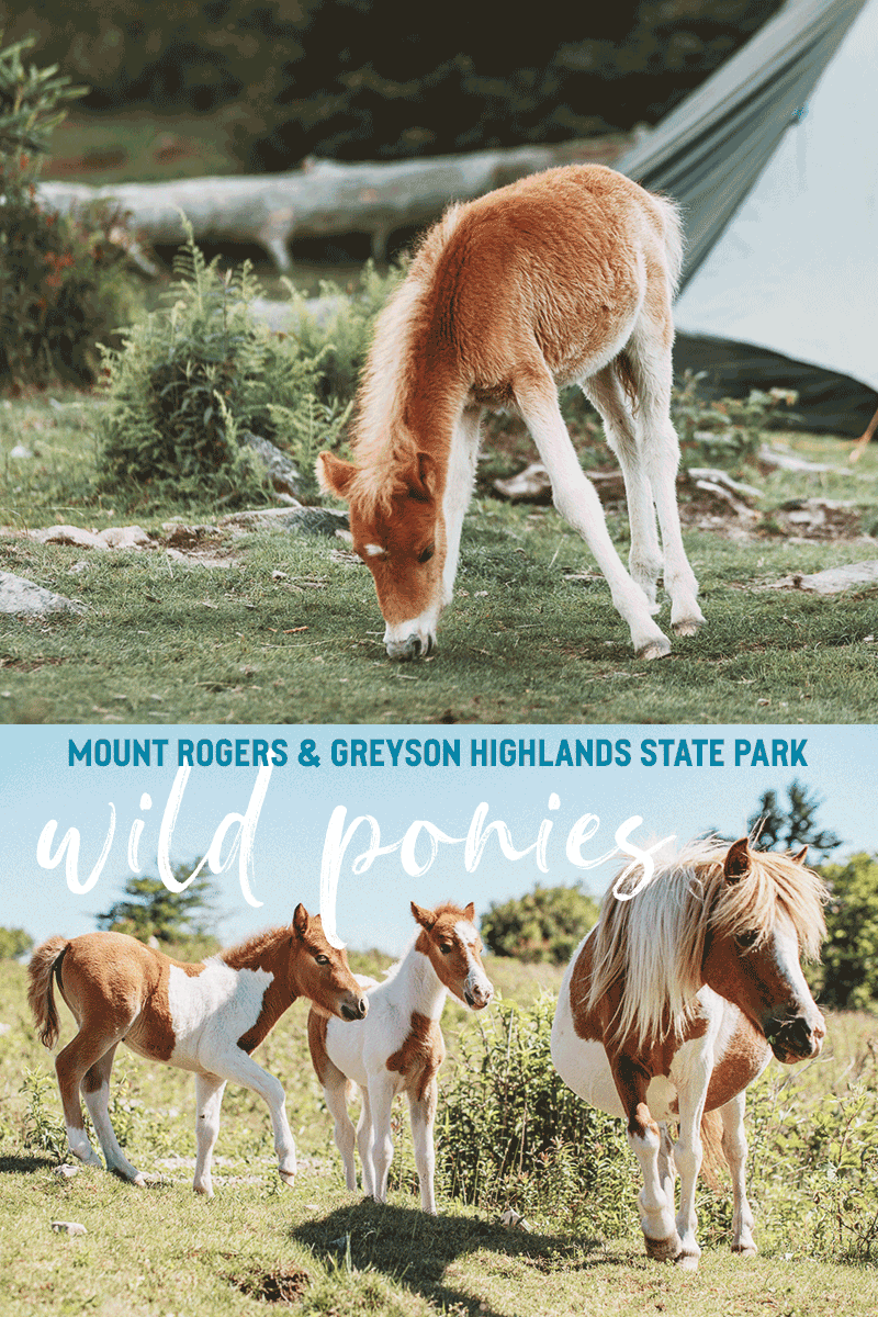 Meet the Wild Ponies of Mount Rogers & Greyson Highlands State Park in Virginia, USA || Jakten efter de vilda ponnysarna vid Mount Rogers & Greyson Highlands State Park i Virginia, USA
