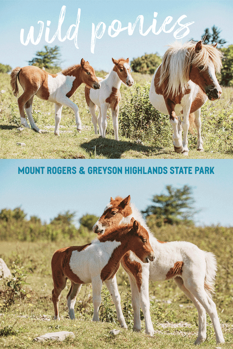 Meet the Wild Ponies of Mount Rogers & Greyson Highlands State Park in Virginia, USA 