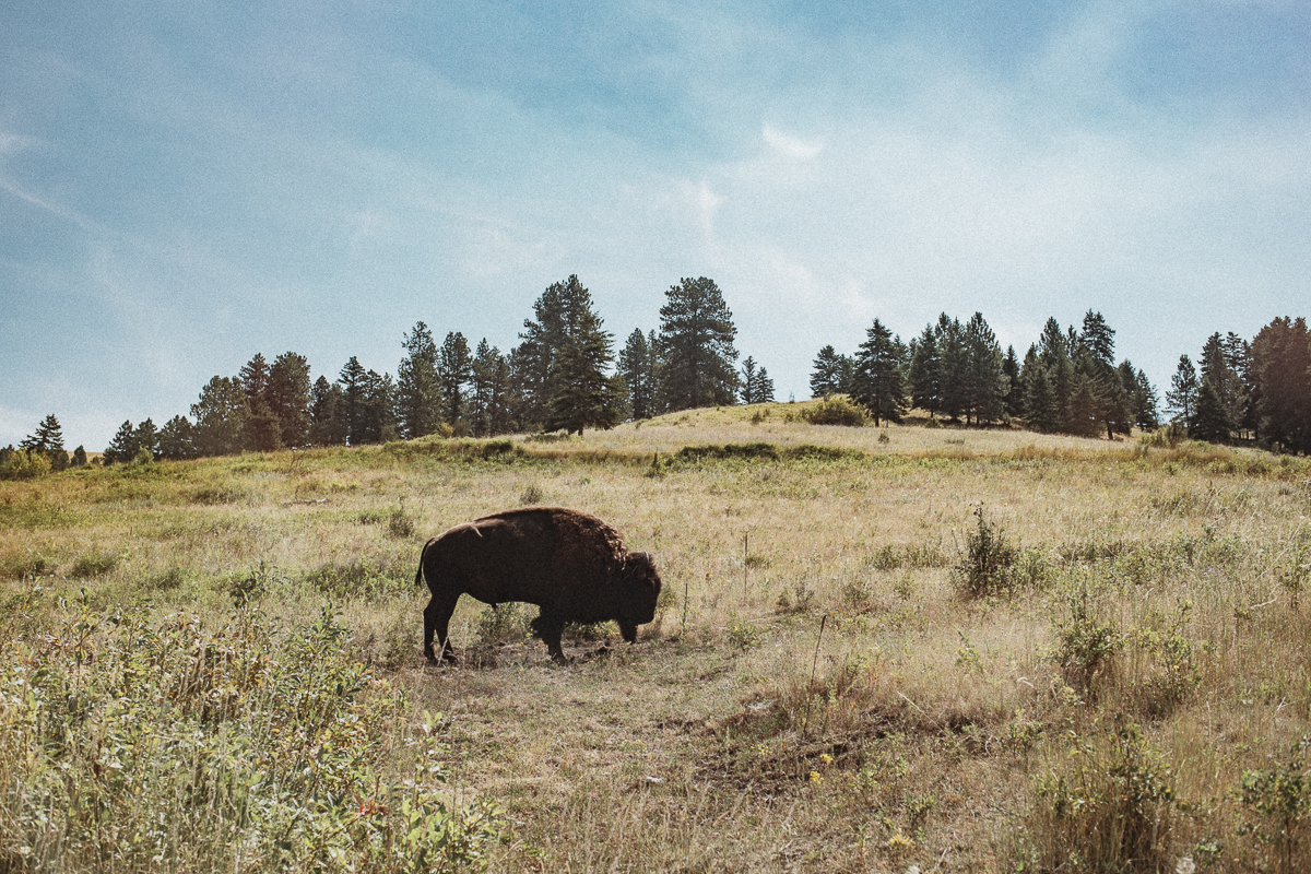 National Bison Range - Missoula - Montana