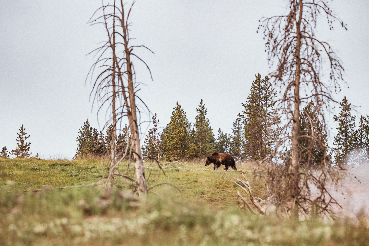 Grizzlybjörn Yellowstone