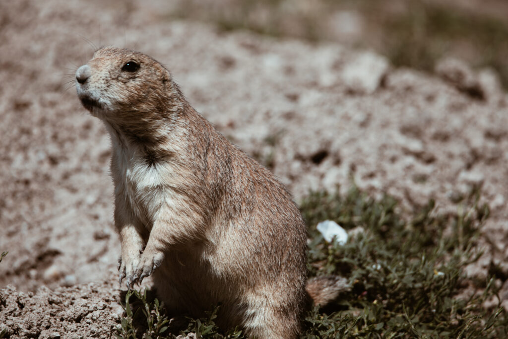 Robert's Prairie Dog Town