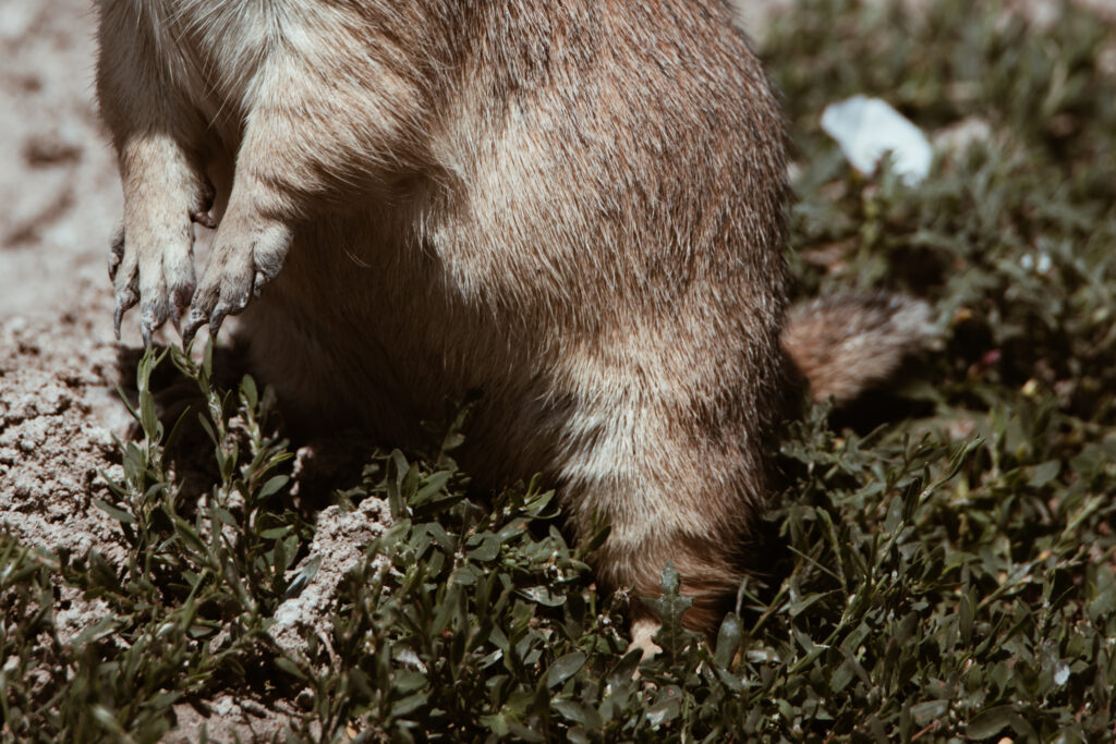 Robert's Prairie Dog Town