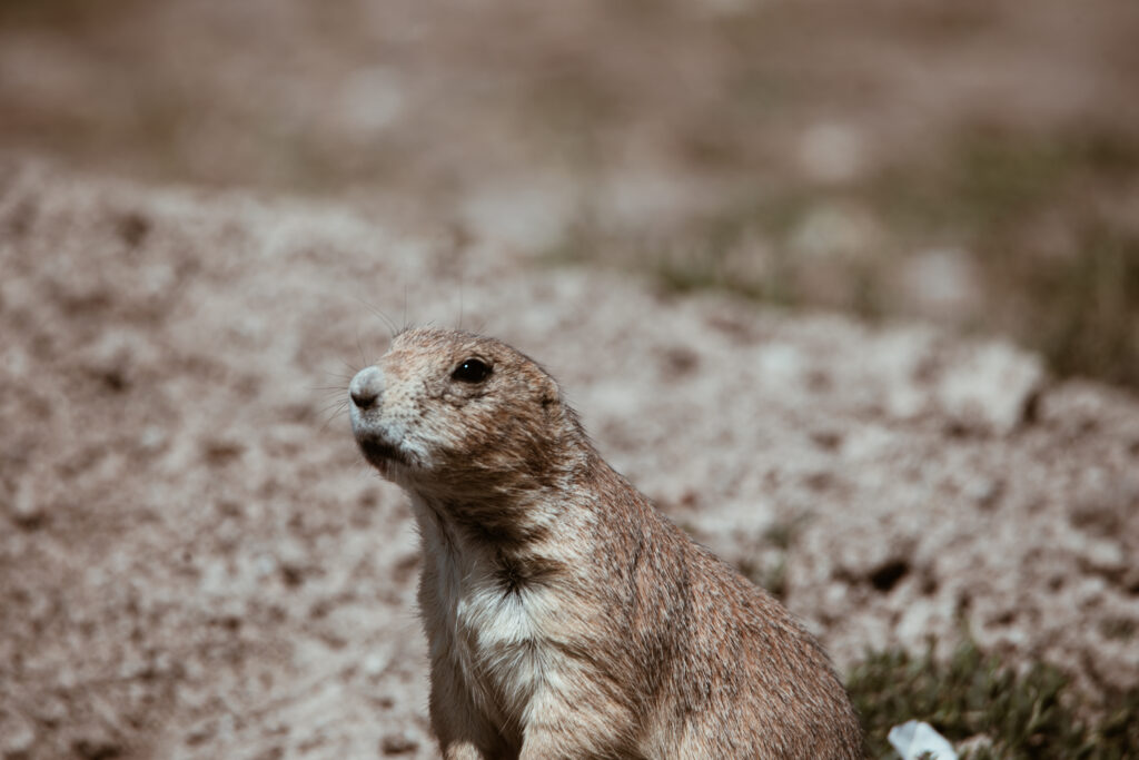 Robert's Prairie Dog Town i Badlands National Park, South Dakota