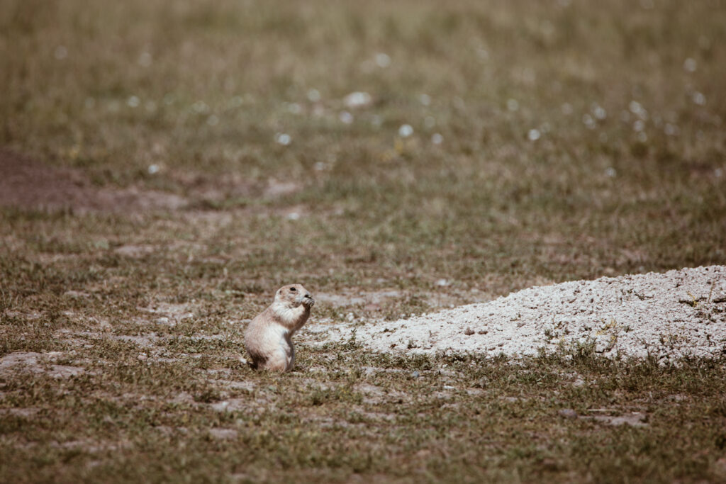 Robert's Prairie Dog Town i Badlands National Park, South Dakota