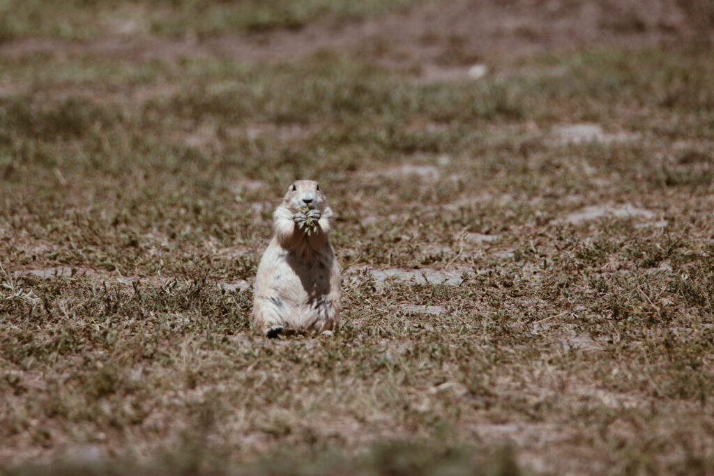 Robert's Prairie Dog Town i Badlands National Park, South Dakota