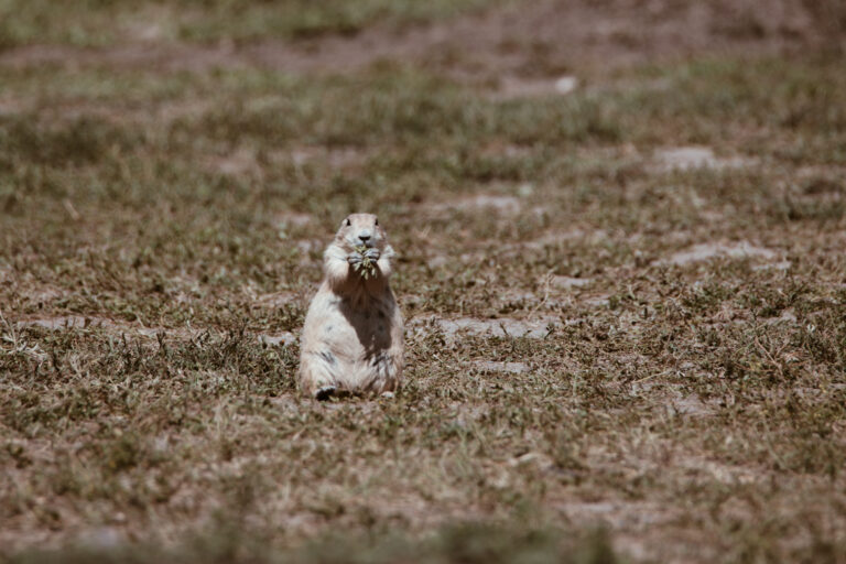 Robert's Prairie Dog Town