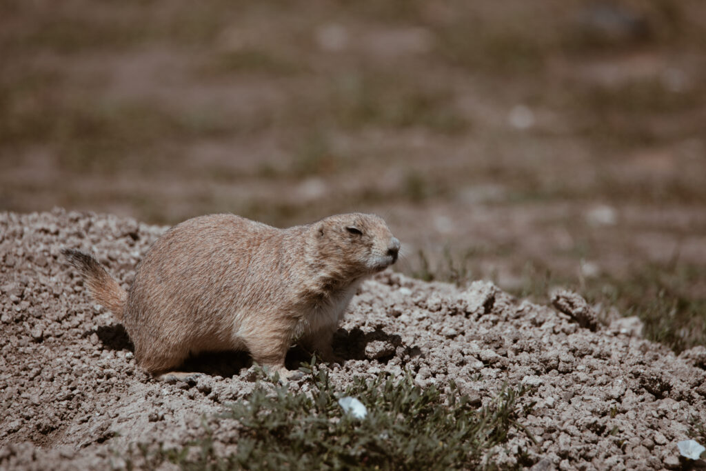 Robert's Prairie Dog Town