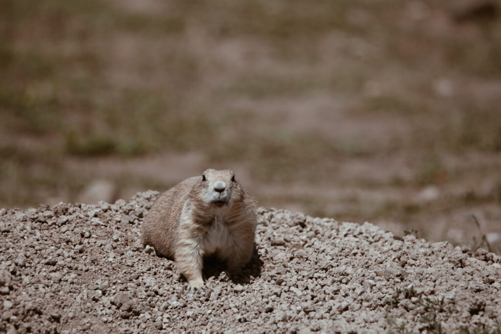 Robert's Prairie Dog Town i Badlands National Park, South Dakota