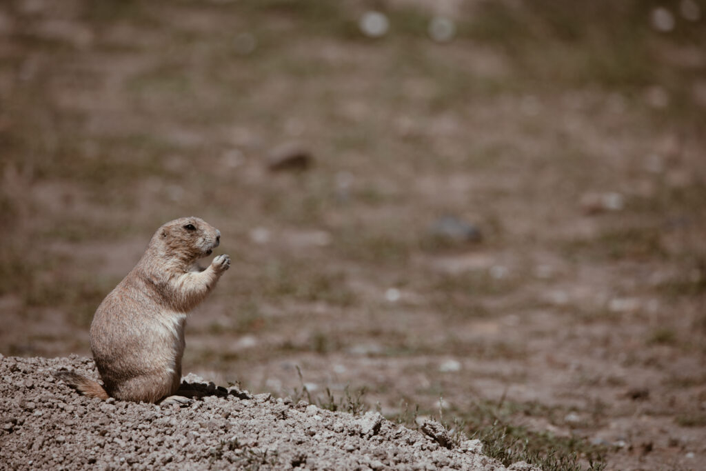 Robert's Prairie Dog Town