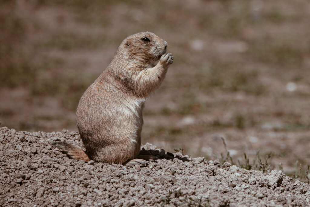 Robert's Prairie Dog Town i Badlands National Park, South Dakota