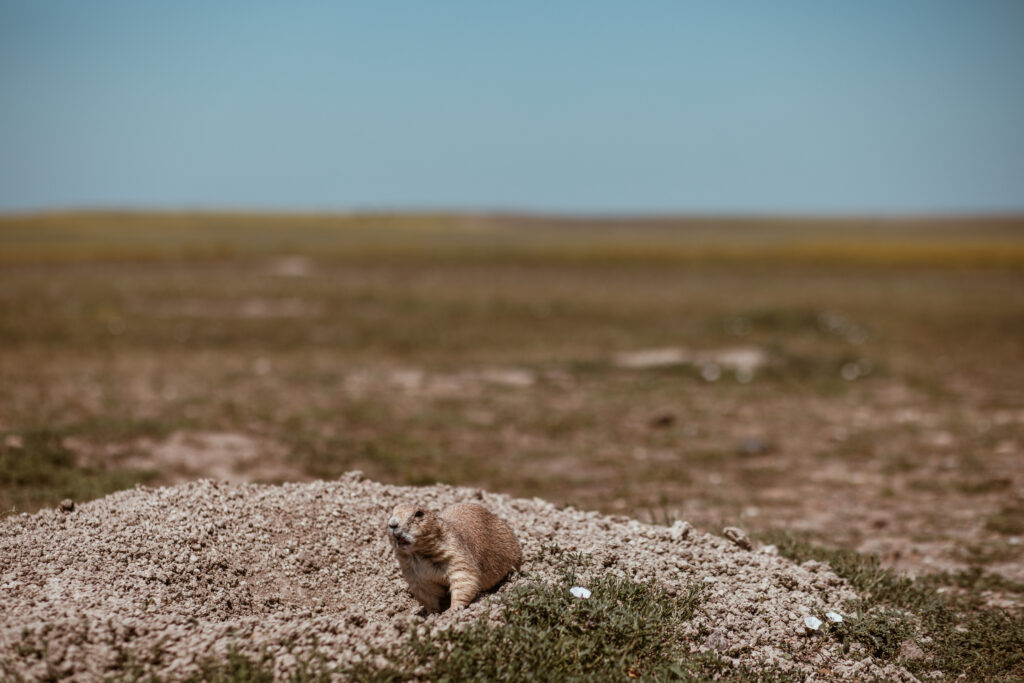 Robert's Prairie Dog Town