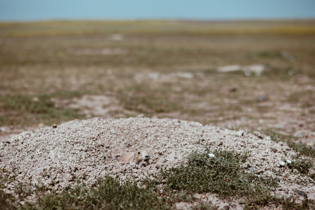 Robert's Prairie Dog Town i Badlands National Park, South Dakota