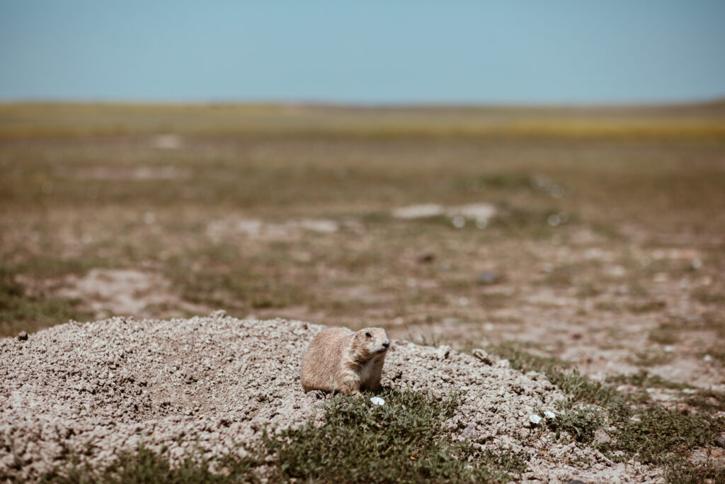 Robert's Prairie Dog Town i Badlands National Park, South Dakota