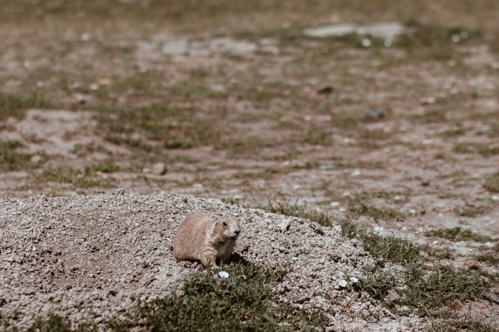 Robert's Prairie Dog Town i Badlands National Park, South Dakota